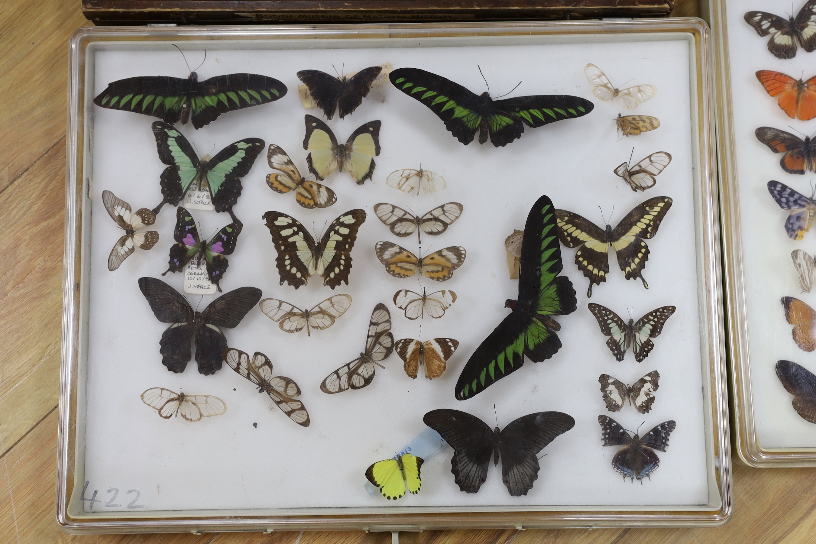 Four cases of exotic World butterfly specimens, many with collection labels for 1970s to c.1990, three Perspex cases 39 cm x 50 cm, wood case 46 cm x 46cm